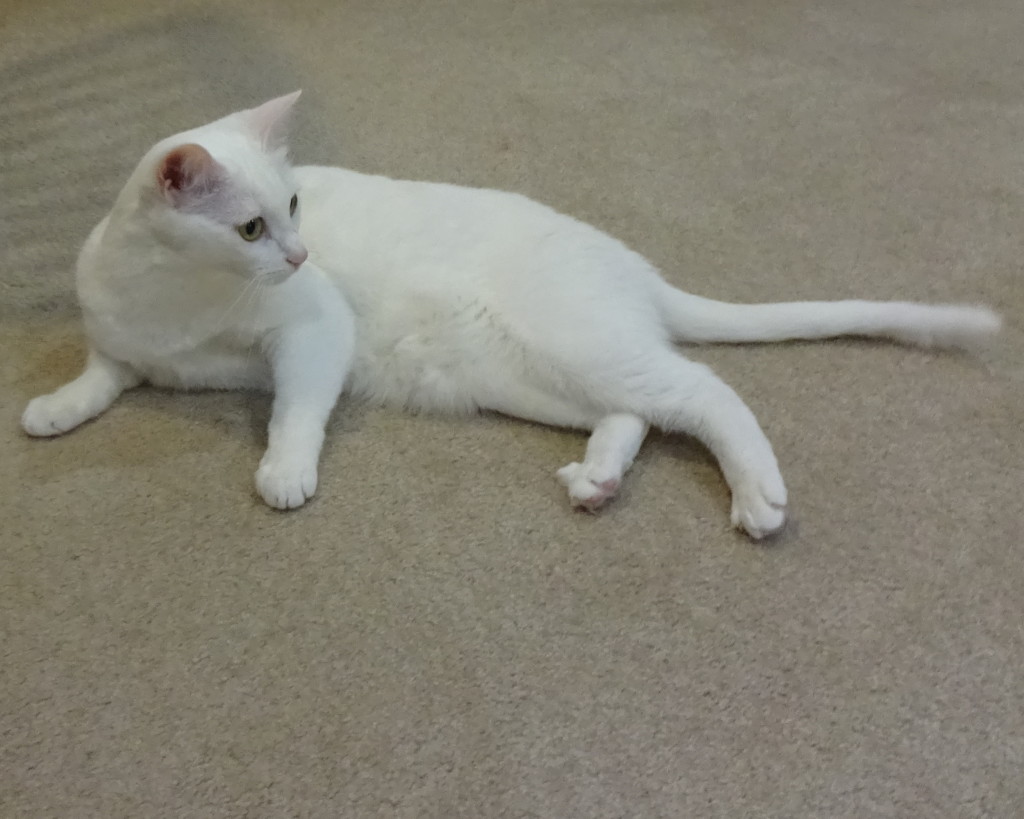 White dsh hot sale cat